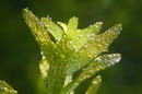 راهنمای نگهداری و پرورش گیاهان آکواریومی - روتالا ایندیکا